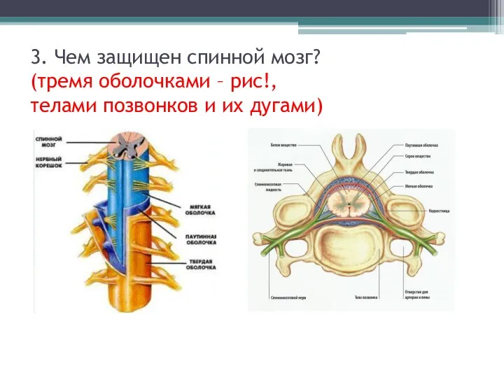 3. Чем защищен спинной мозг? (тремя оболочками – рис!, телами позвонков и их дугами)