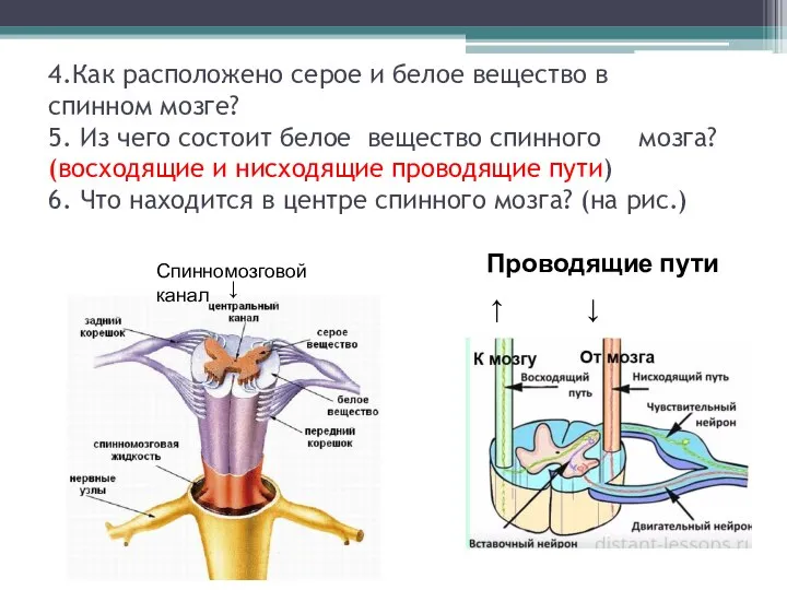 4.Как расположено серое и белое вещество в спинном мозге? 5. Из чего