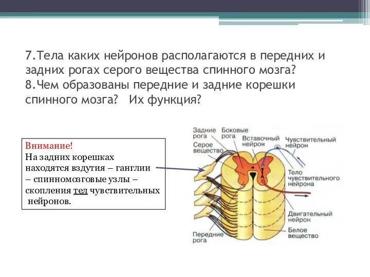 7.Тела каких нейронов располагаются в передних и задних рогах серого вещества спинного