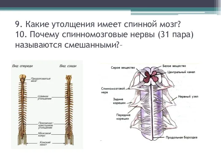 9. Какие утолщения имеет спинной мозг? 10. Почему спинномозговые нервы (31 пара) называются смешанными?–