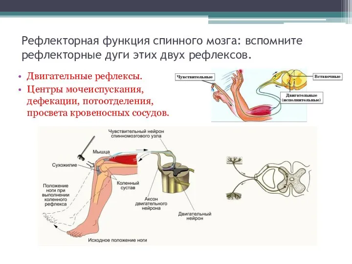 Рефлекторная функция спинного мозга: вспомните рефлекторные дуги этих двух рефлексов. Двигательные рефлексы.