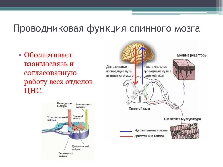 Проводниковая функция спинного мозга Обеспечивает взаимосвязь и согласованную работу всех отделов ЦНС.