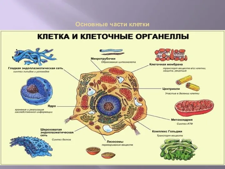 Основные части клетки