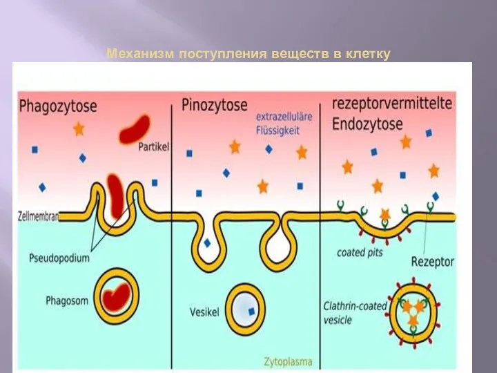 Механизм поступления веществ в клетку