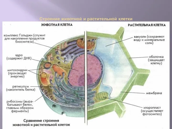 Строение животной и растительной клетки