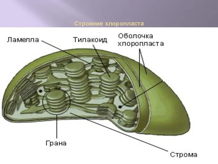 Строение хлоропласта