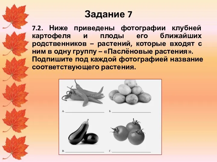 Задание 7 7.2. Ниже приведены фотографии клубней картофеля и плоды его ближайших