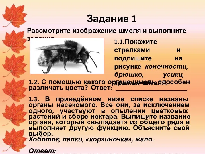 Задание 1 Рассмотрите изображение шмеля и выполните задания. 1.2. С помощью какого