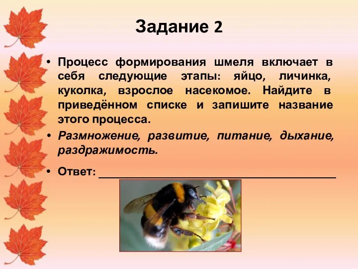 Задание 2 Процесс формирования шмеля включает в себя следующие этапы: яйцо, личинка,