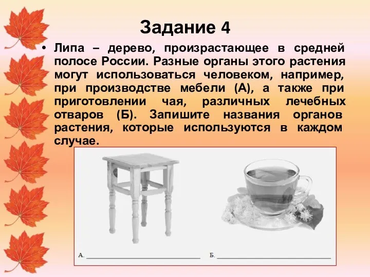 Задание 4 Липа – дерево, произрастающее в средней полосе России. Разные органы