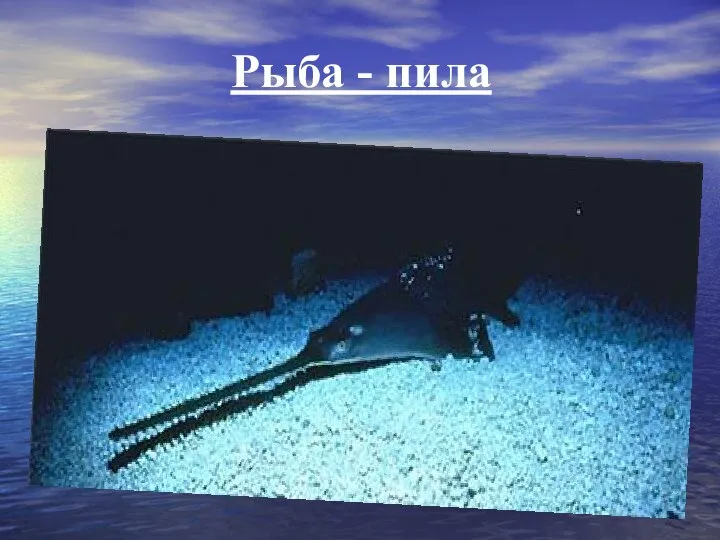 Рыба - пила