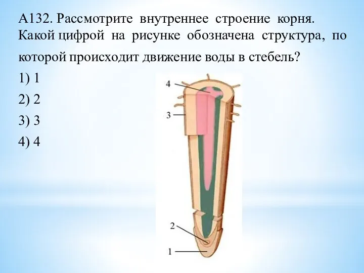 А132. Рассмотрите внутреннее строение корня. Какой цифрой на рисунке обозначена структура, по