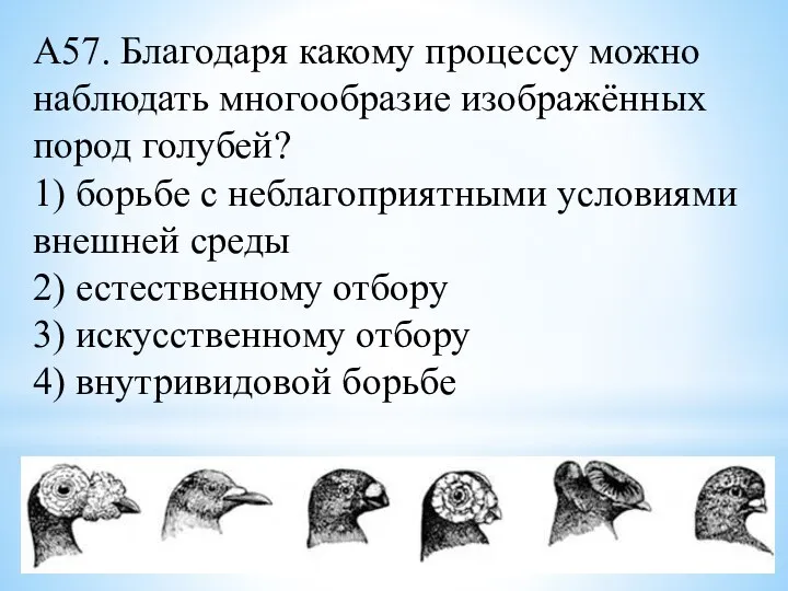 А57. Благодаря какому процессу можно наблюдать многообразие изображённых пород голубей? 1) борьбе