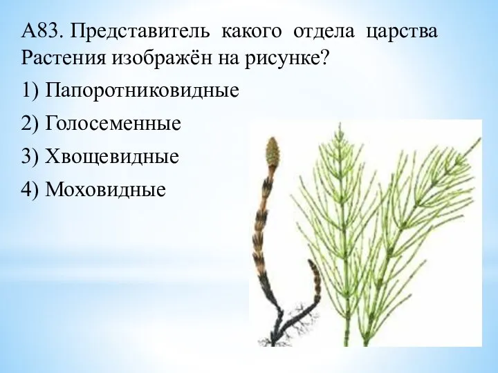 А83. Представитель какого отдела царства Растения изображён на рисунке? 1) Папоротниковидные 2)