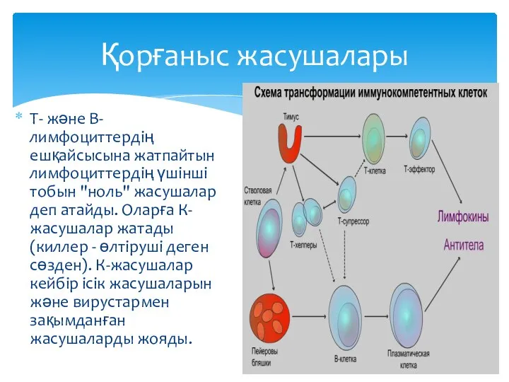 Т- және В-лимфоциттердің ешқайсысына жатпайтын лимфоциттердің үшінші тобын "ноль" жасушалар деп атайды.