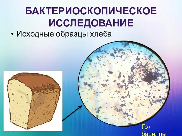 БАКТЕРИОСКОПИЧЕСКОЕ ИССЛЕДОВАНИЕ Исходные образцы хлеба Гр+ бациллы