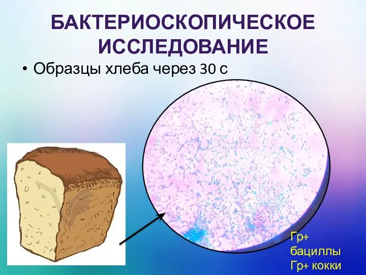 БАКТЕРИОСКОПИЧЕСКОЕ ИССЛЕДОВАНИЕ Образцы хлеба через 30 с Гр+ бациллы Гр+ кокки