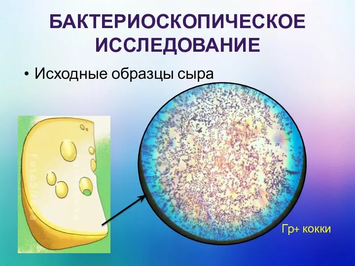 БАКТЕРИОСКОПИЧЕСКОЕ ИССЛЕДОВАНИЕ Исходные образцы сыра Гр+ кокки