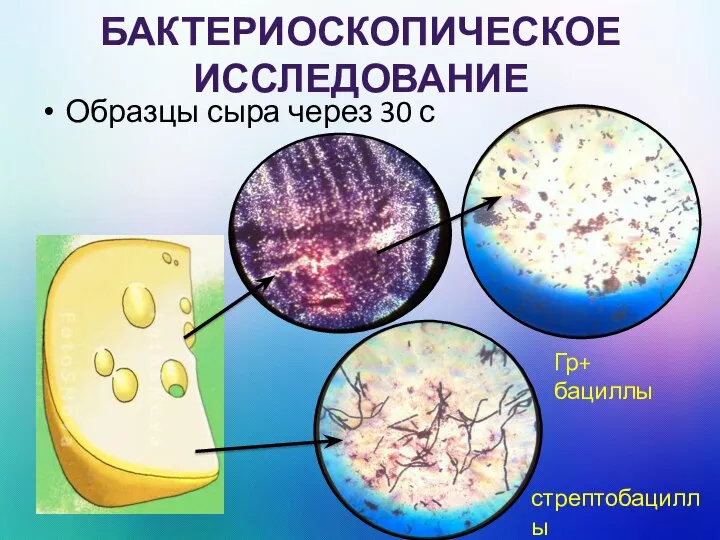 БАКТЕРИОСКОПИЧЕСКОЕ ИССЛЕДОВАНИЕ Образцы сыра через 30 с Гр+ бациллы стрептобациллы