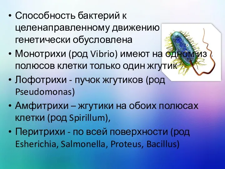 Способность бактерий к целенаправленному движению генетически обусловлена Монотрихи (род Vibrio) имеют на