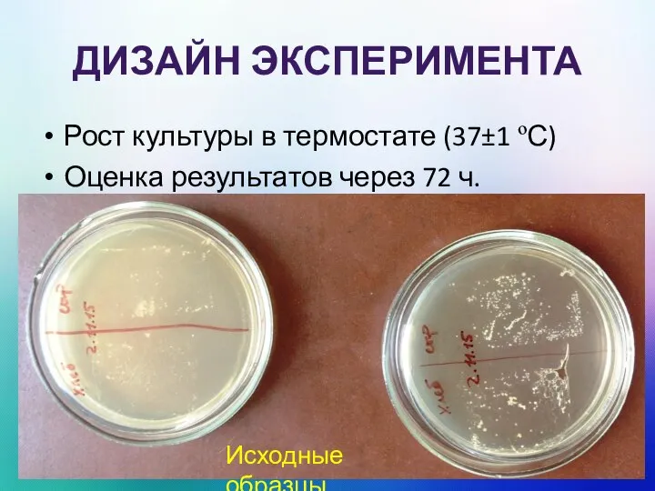 ДИЗАЙН ЭКСПЕРИМЕНТА Рост культуры в термостате (37±1 ºС) Оценка результатов через 72 ч. Исходные образцы