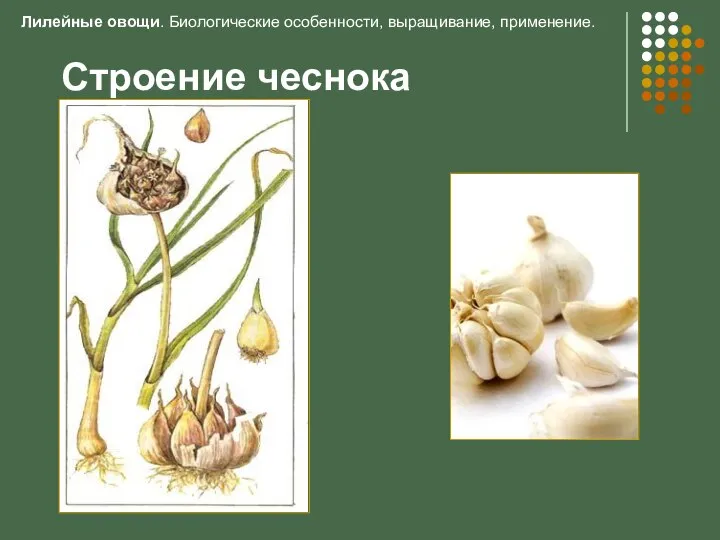 Строение чеснока Лилейные овощи. Биологические особенности, выращивание, применение.