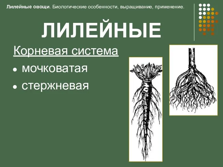 ЛИЛЕЙНЫЕ Корневая система мочковатая стержневая Лилейные овощи. Биологические особенности, выращивание, применение.