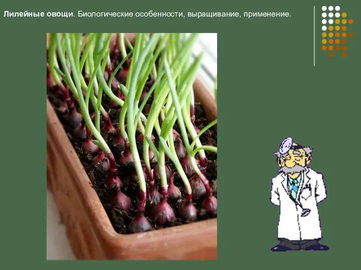 Лилейные овощи. Биологические особенности, выращивание, применение.