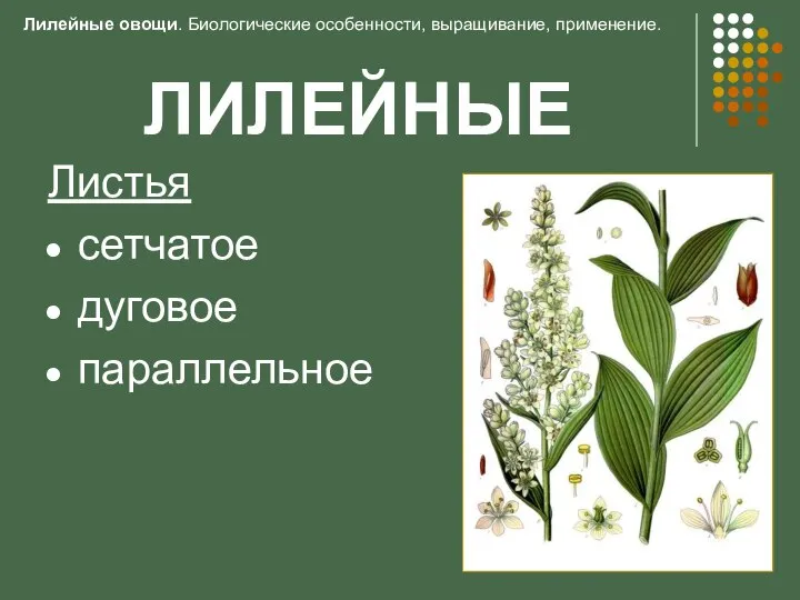 ЛИЛЕЙНЫЕ Листья сетчатое дуговое параллельное Лилейные овощи. Биологические особенности, выращивание, применение.