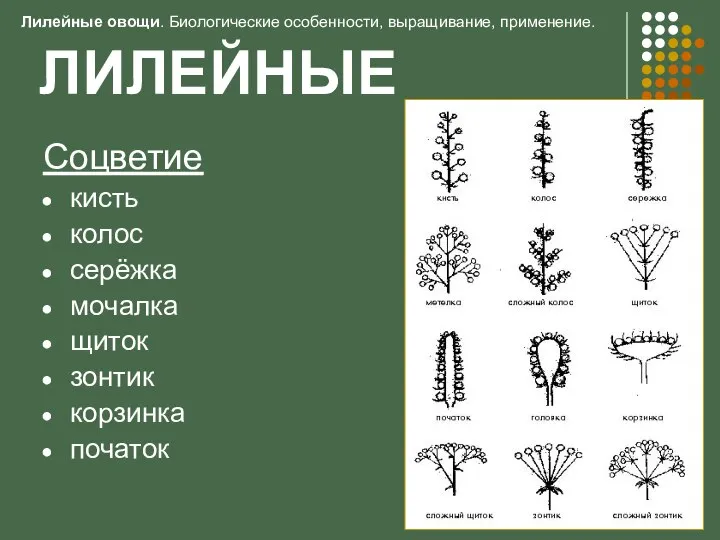 ЛИЛЕЙНЫЕ Соцветие кисть колос серёжка мочалка щиток зонтик корзинка початок Лилейные овощи. Биологические особенности, выращивание, применение.