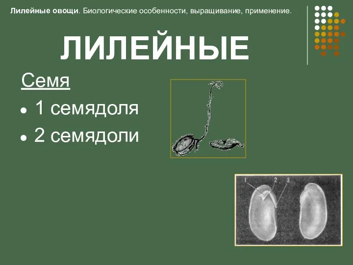 ЛИЛЕЙНЫЕ Семя 1 семядоля 2 семядоли Лилейные овощи. Биологические особенности, выращивание, применение.