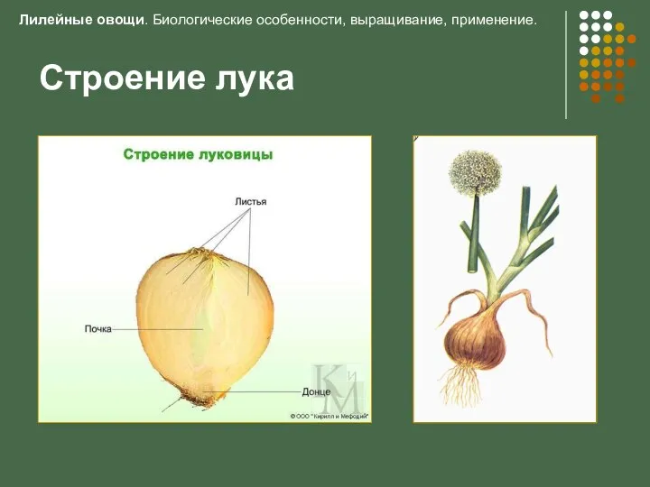 Строение лука Лилейные овощи. Биологические особенности, выращивание, применение.