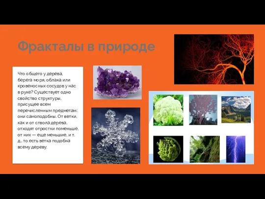 Фракталы в природе Что общего у дерева, берега моря, облака или кровеносных