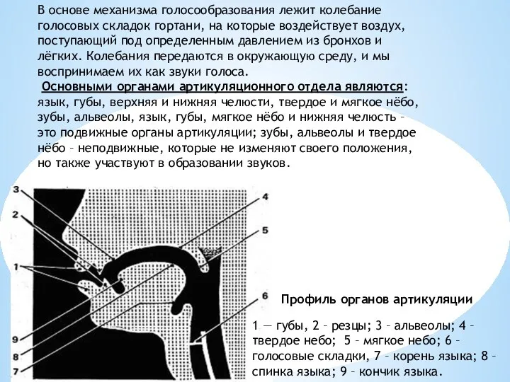 В основе механизма голосообразования лежит колебание голосовых складок гортани, на которые воздействует