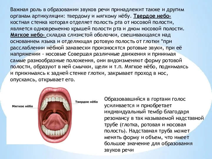 Важная роль в образовании звуков речи принадлежит также и другим органам артикуляции: