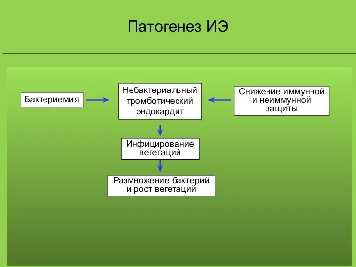 Инфицирование вегетаций бактериями 4. Поверхность вегетаций покрывается тромбоцитами и фибрином 5. Размножение