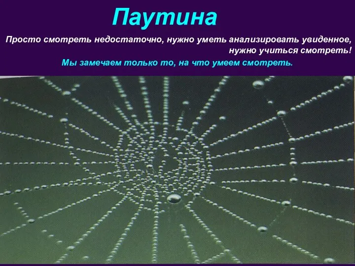 Паутина Просто смотреть недостаточно, нужно уметь анализировать увиденное, нужно учиться смотреть! Мы