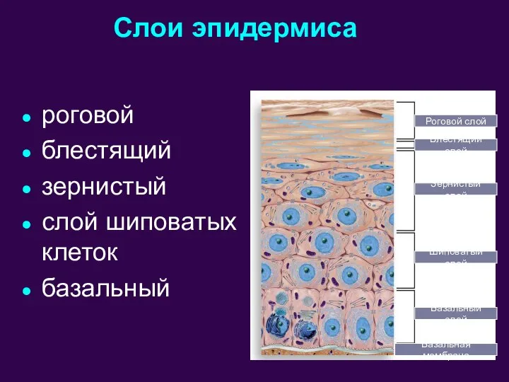 Слои эпидермиса роговой блестящий зернистый слой шиповатых клеток базальный Роговой слой Блестящий