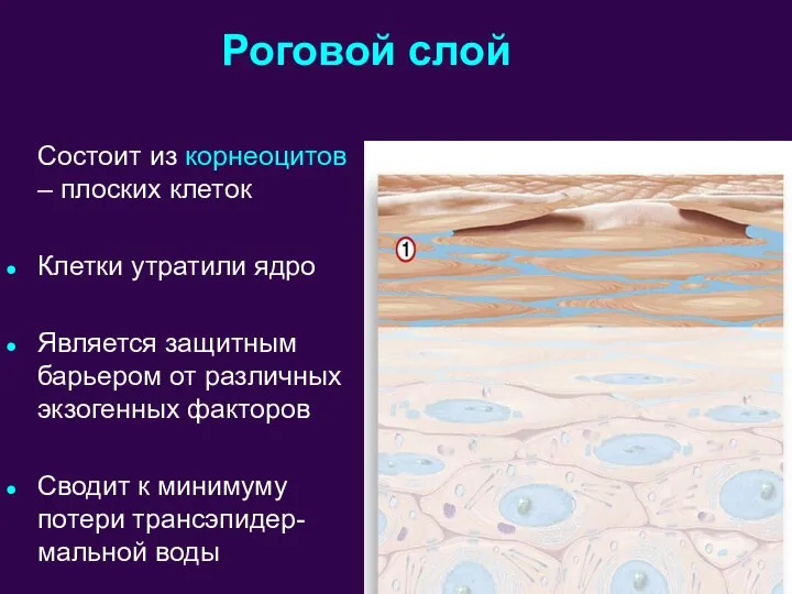 Роговой слой Состоит из корнеоцитов – плоских клеток Клетки утратили ядро Является