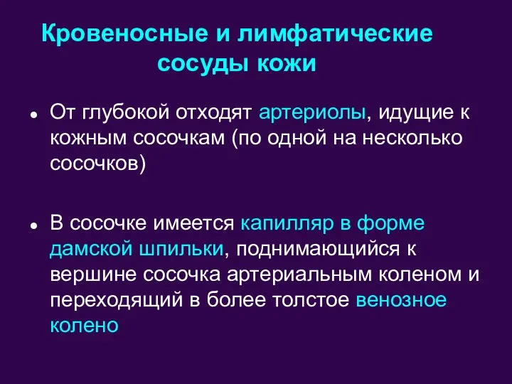 От глубокой отходят артериолы, идущие к кожным сосочкам (по одной на несколько