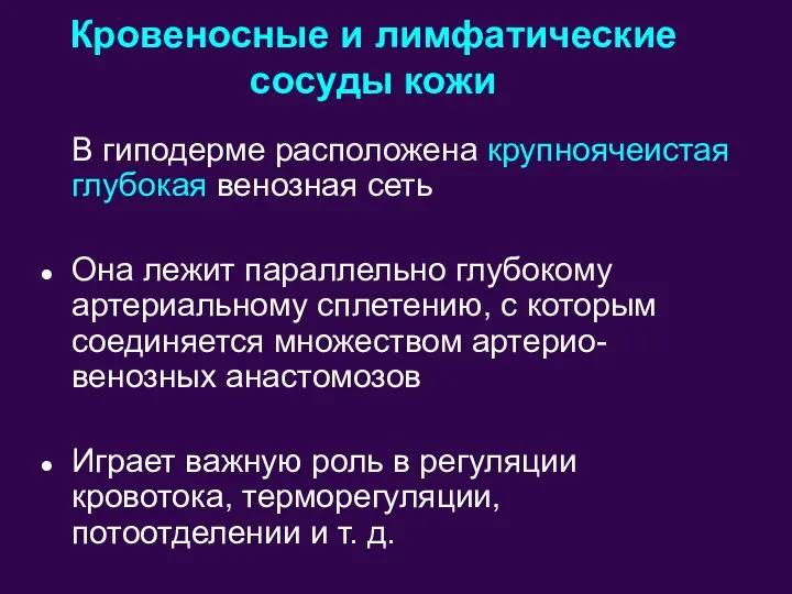 В гиподерме расположена крупноячеистая глубокая венозная сеть Она лежит параллельно глубокому артериальному