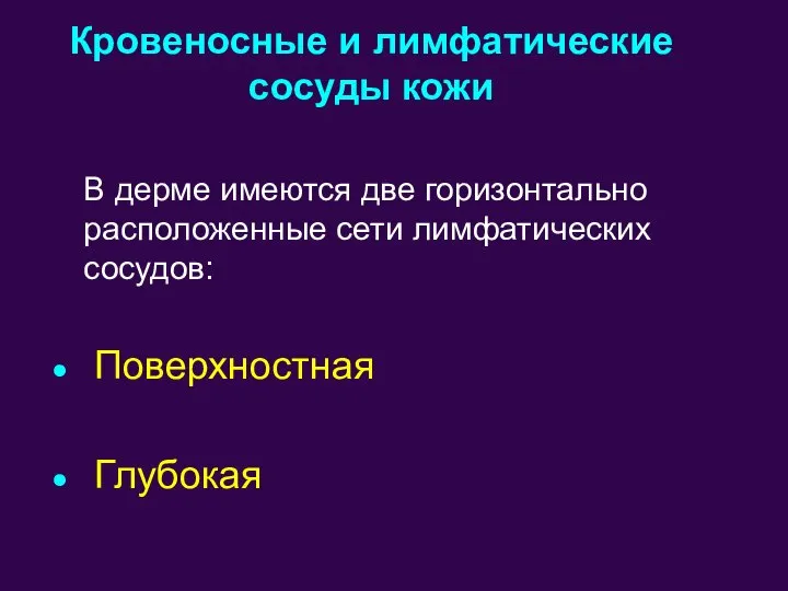 В дерме имеются две горизонтально расположенные сети лимфатических сосудов: Поверхностная Глубокая Кровеносные и лимфатические сосуды кожи