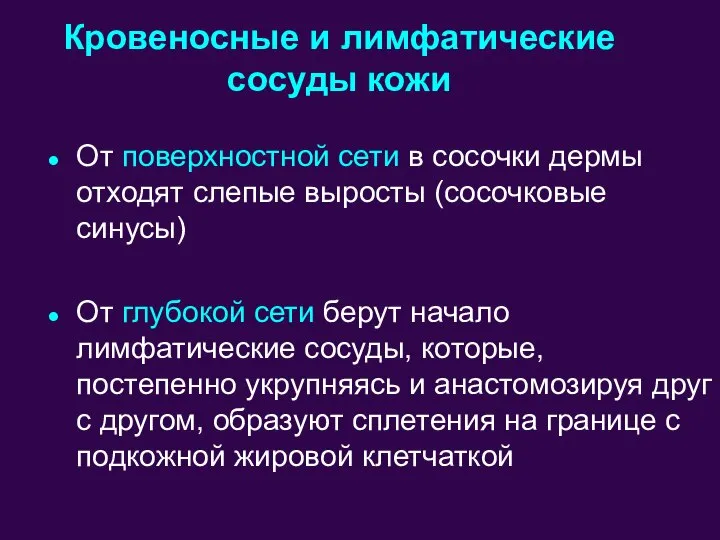 От поверхностной сети в сосочки дермы отходят слепые выросты (сосочковые синусы) От