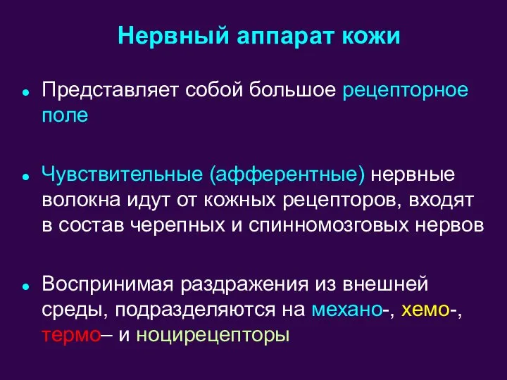 Представляет собой большое рецепторное поле Чувствительные (афферентные) нервные волокна идут от кожных