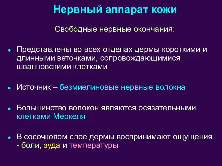 Свободные нервные окончания: Представлены во всех отделах дермы короткими и длинными веточками,