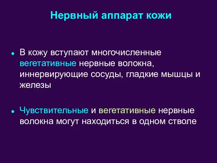 В кожу вступают многочисленные вегетативные нервные волокна, иннервирующие сосуды, гладкие мышцы и