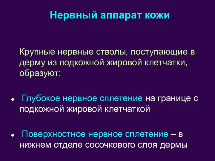 Крупные нервные стволы, поступающие в дерму из подкожной жировой клетчатки, образуют: Глубокое