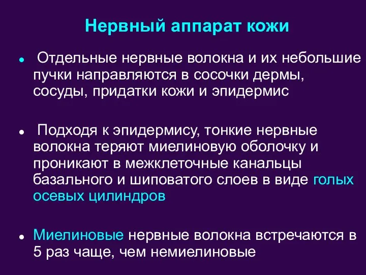 Отдельные нервные волокна и их небольшие пучки направляются в сосочки дермы, сосуды,