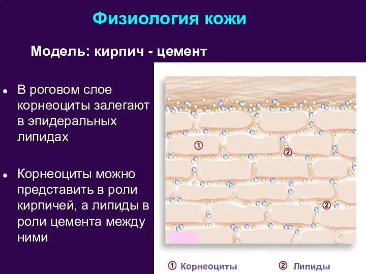 Физиология кожи В роговом слое корнеоциты залегают в эпидеральных липидах Корнеоциты можно