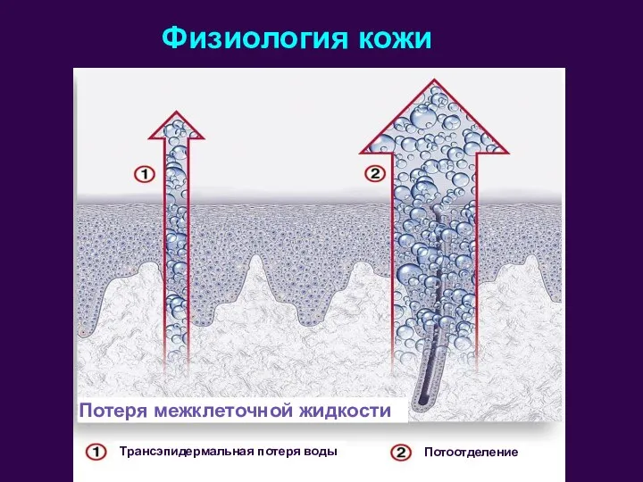 Физиология кожи Трансэпидермальная потеря воды Потоотделение Потеря межклеточной жидкости